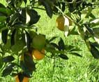 oranges