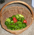 organic peppers from the quinta