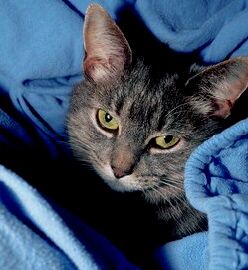 cat