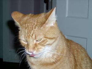 Kitty's Tongue