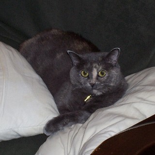 Queen of the Couch