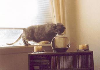 Fish'n'Bowl