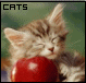 The Cat Clique!! I Love cats :)
