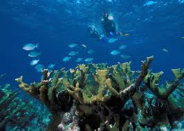sea