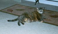 pic of my cat Genny (Fat Kitty)