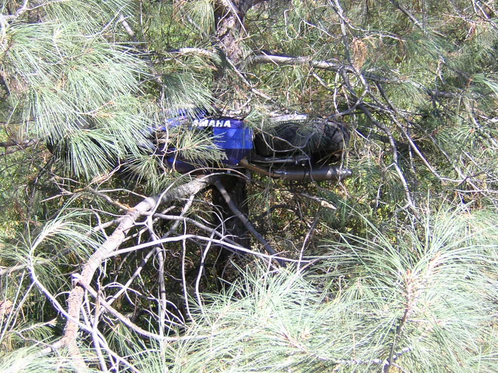treed yamaha