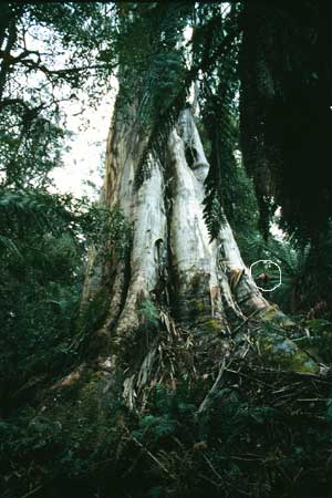 Save Our True Parents and Original Home - the TREES and FORESTS