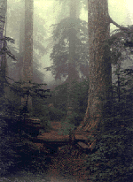 to Remineralise the Earth Magazine