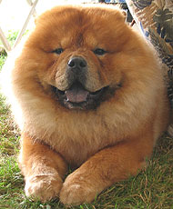 chow chow dog