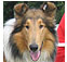 herding dog breeds