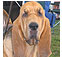 hound dog breeds