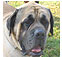 molossoid dog breeds