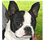 nonsporting dog breeds