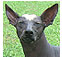 primitive dog breeds