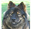 spitz dog breeds