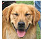 sporting dog breeds