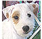 terrier dog breeds