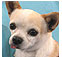toy dog breeds