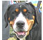 working dog breeds