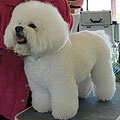 bichon frise