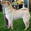 chinese sharpei