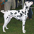 dalmatian