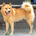 finnish spitz