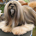 lhasa apso