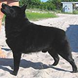 schipperke