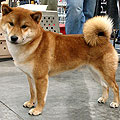 shiba inu