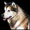 Alaskan Malamute