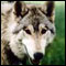 Wolf hybrid