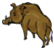 sign of the boar