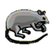sign of the rat