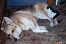 Picture of Brit
 with kitten Patches