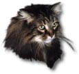 Maine Coon