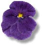 Purple Pansy
