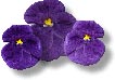 3 Purple Pansys