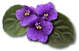 Purple Violet