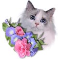 Ragdoll