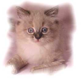 Ragdoll Kitten