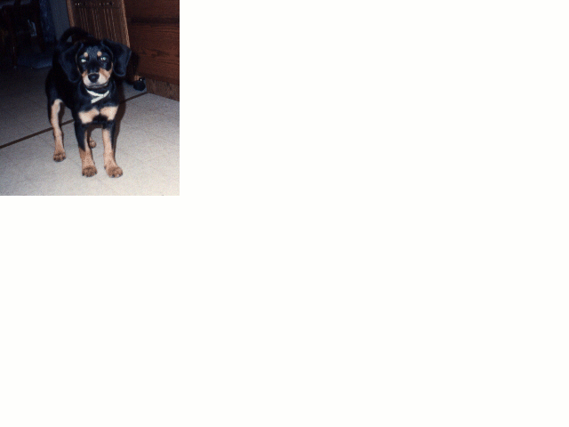 image of shelby as a puppy