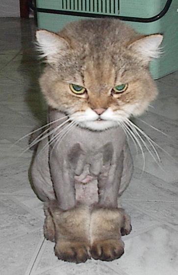 Stupid Cat