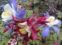 Columbines