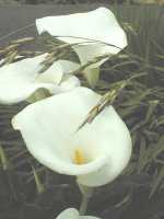 Lilies