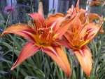 Maggie's Lilies