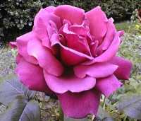 First Rose