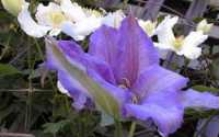 Clematis