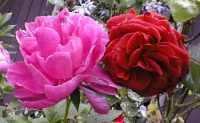 Peony & Rose