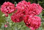 Frilly Poppies